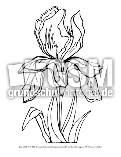 Ausmalbild-Iris.pdf